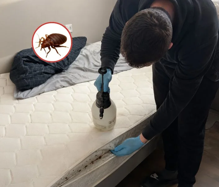 Technicien traitant un matelas contre les punaises de lit à Le Port-Marly